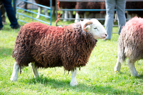 Carl Side Valley Herdwick Sheep