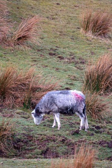 Grasmoor Valley Lakeland Sheep