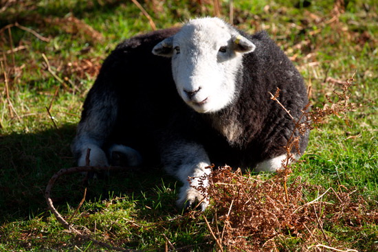 Lazonby Valley Herdwick Sheep