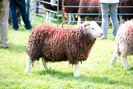 Outerside Field Herdwick Sheep