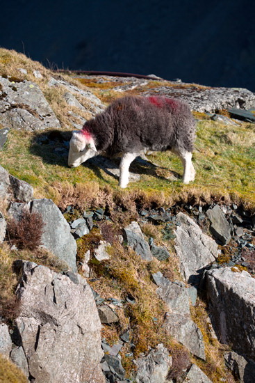 Birker Fell Field Herdwick Sheep