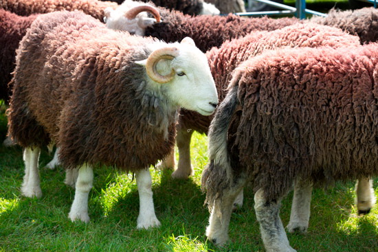 Aikton Farm Lakeland Sheep