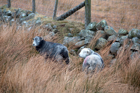 Arnison Crag Farm Herdwick Sheep