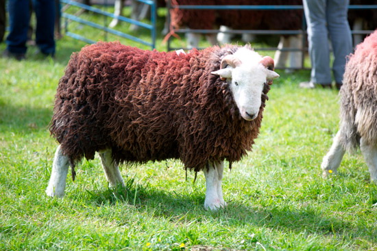 Scotby Farm Lakeland Sheep