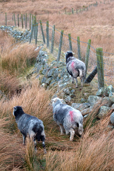 Urswick Great and Little Valley Herdwick Sheep