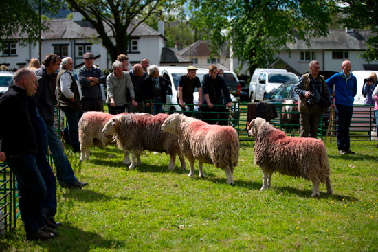 Grasmere Valley Herdwick Sheep
