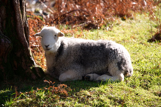 Millom Valley Herdwick Sheep