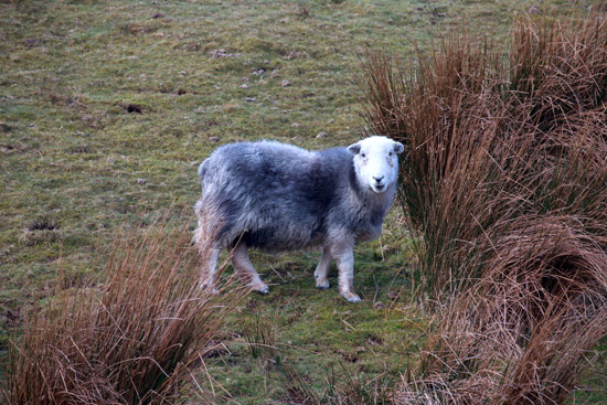Crosby Garrett Field Herdwick Sheep