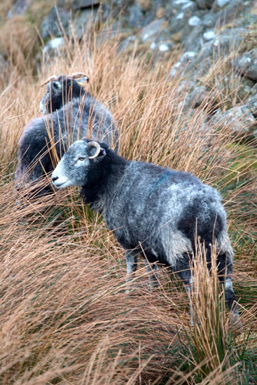 Fairfield Farm Lake district Sheep
