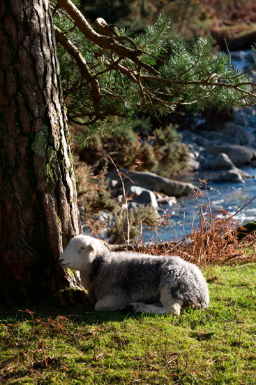Low Wood Lakeland Sheep