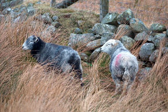 Old Hutton Field Lakeland Sheep