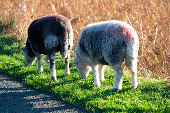 Cartmel Fell Farm Lake district Sheep