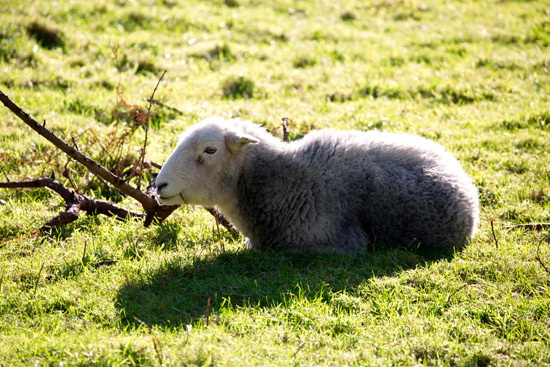 Meal Fell Farm Lake district Sheep