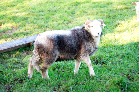 Illgill Head Farm Herdwick Sheep