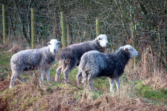 High Crag Farm Herdwick Sheep