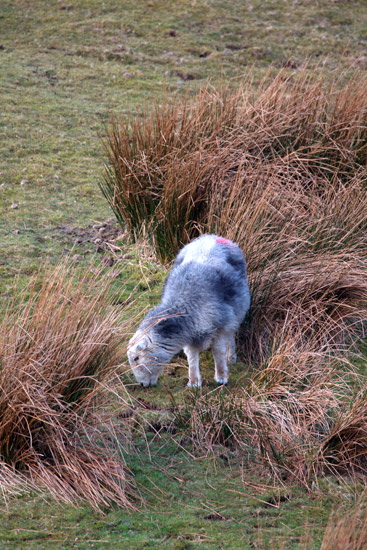 Lowthwaite Fell Field Herdwick Sheep