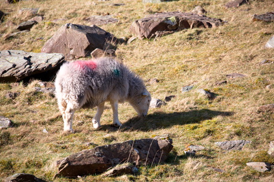 Elterwater Herdwick Sheep