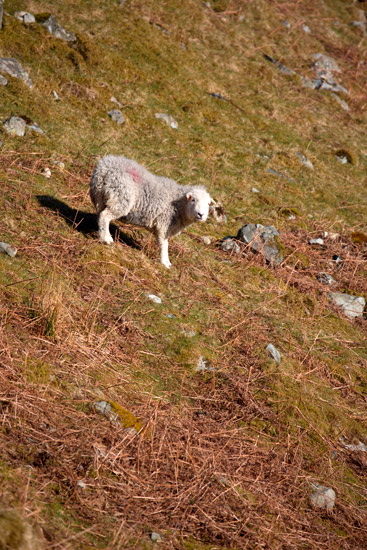 Burgh by Sands Valley Lakeland Sheep