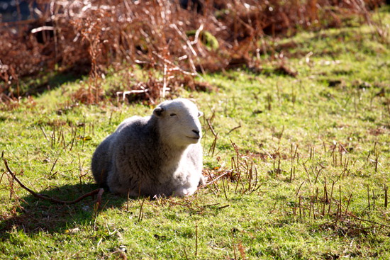 Distington Field Lakeland Sheep