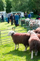 Mixed-Media Herdy Art, Patterdale, Longtown, Herdy Sheep Artist, Holme Fell, Bowscale, Wether Hill, Great Gable, Flookburgh, Graystones, Cumwhitton, Herdy Sketch, Herdwick Sheep Art, Scafell Pike, Endmoor, Herdy Sketches, Lowick, Hindscarth, Herdies, Herdy, Maryport, Herdwick, Herdwick Sheep Art Studio, Herdy Ewe, Buck Pike, Yoke,  Lake District, Cumbria.