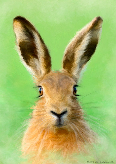 Borrowdale Hare