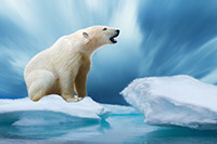 Polar Bear, Ice, Art, Print, Arctic, North Pole