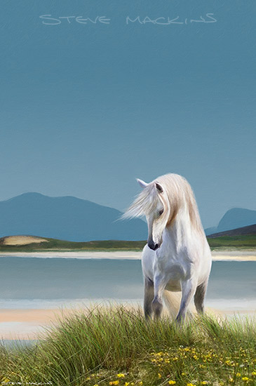 Isle of Harris - White Pony
