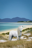 Isle of Harris, Luskentyre, Beach, Shore, Sand, White, Pony, Hebrides, Turquoise sea, Scotland