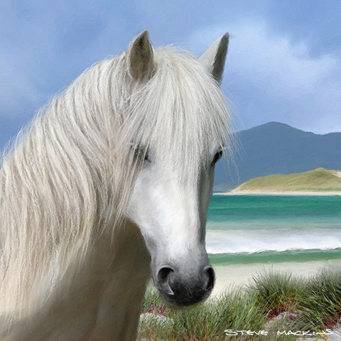 Luskentyre Pony ~ Isle of Harris ~ Hebrides II 