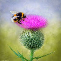 Bee on a Thistle (square version), Bee, Thistle, Nature, Scotland, Art Print