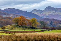 Langdales, Elterwater, The Lake District, River Brathay, Autumn, Trees, Valley, Art Print