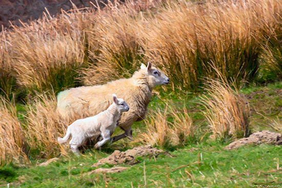 Herdwick with Lamb