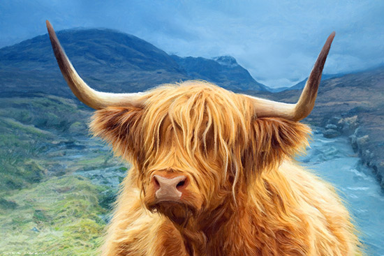 Glencoe Highland Cow ~ Aisla