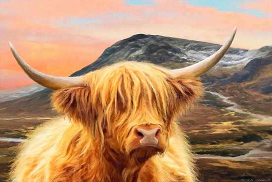 Glencoe Highland Cow II ~ Morag
