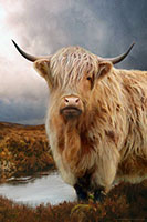 Highland Cow ~ Ella