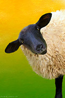 Herdwick Sheep Art, Mixed-Media Herdy Art, Herdy Sketch, Herdy Art, Herdwick Drawings, Lakeland Sheep, Herdy Sheep Artist, Herdy Sketches, Herdwick Wall Art, Herdy Wall Art, Herdwick Sheep Oil Pastels, Herdwick Artwork, Herdwick Sheep Prints, Herdies, Herdy, Herdy Ewe, Herdwick Sheep Art Studio, Herdwick Sheep Oil Painting, Herdwick, Herdwick Sheep Acrylic Paintings, Herdwick Sheep Sketch, Herdwick Sheep Oil Painting, Herdwick Sheep, Herdwick, Sour Howes, Scaleby, Hutton Roof (Kirkby Lonsdale), Dow Crag, Wetherlam, Calf Crag, Rest Dodd, Hincaster, Cark (Cartmel), Crosby Ravensworth, Cumwhinton
