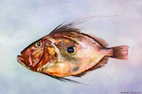 John Dory Artwork Fish Art Print