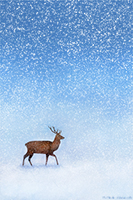 Winter Stag IV, Art, Artwork, Painting, Snow, Christmas, Xmas Wall Art