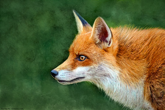 Derwentwater Fox