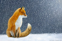 Winter Fox III