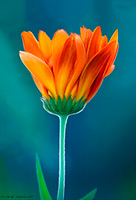 Marigold, Flower