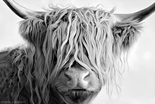 Glencoe Highland Cow, Coo, Glencoe, Highland Cow, Art Print, Original Artwork, Scotland