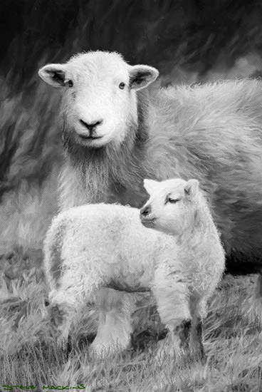 Herdwick Ewe with Lamb (B&W)