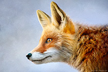 Lakeland Fox, Lake District, Cumbria, British Wildlife