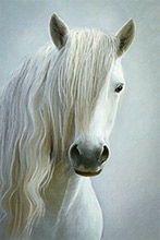 White Horse, Pony, Mare, Lake District, Art, Artwork, Equine