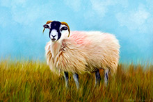 Herdwick Sheep Art, Herdwick Sheep Prints, Herdy Sketch, Herdy, Herdies, Lakeland Herdy Artworks, Herdy Wall Art, Mixed-Media Herdy Art, Herdwick Drawings, Herdy Art, Herdwick, Herdwick, Herdwick Sheep, Herdwick Sheep Art Studio, Herdy Ewe, Herdy Sketches, Herdwick Sheep Acrylic Paintings, Herdy Sheep Artist, Herdwick Sheep Sketch, Herdwick Sheep Oil Pastels, Lakeland Sheep, Herdwick Sheep Oil Painting, Herdwick Sheep Oil Painting, Herdwick Wall Art, Blindcrake, Pillar, Crinkle Crags, Thornthwaite Crag, Haystacks, Cold Pike, Broughton Beck, Great Sca Fell, Red Screes, Rockcliffe, Clappersgate,