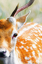 Highland Deer ,Stag, Art, Artwork, Art Print
