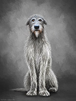 Irish Wolfhound ,Art, Artwork, Art Print