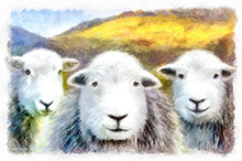 Herdy Ewe, Herdy Wall Art, Lakeland Sheep, Herdies, Herdwick Sheep Art Studio, Herdwick Sheep Oil Painting, Herdwick Wall Art, Herdy Sketches, Herdwick Artwork, Herdwick Sheep Sketch, Mixed-Media Herdy Art, Herdy, Lakeland Herdy Artworks, Herdy Sketch, Herdwick Drawings, Herdwick Sheep Oil Painting, Herdwick Sheep Acrylic Paintings, Herdy Sheep Artist, Herdwick Sheep Art, Herdwick Sheep Prints, Herdwick Sheep, Herdwick, Herdy Art, Herdwick, Drybeck, Grange-Over-Sands, Arnside, Carl Side, Kirkhouse, Cumrew, Blencow, Hayton (Brampton), Whin Rigg, Orton, Burnbanks, Sale Fell, Firbank Fell, Brown 