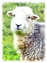 Herdwick Sheep Oil Pastels, Herdwick Sheep Art Studio, Herdwick Sheep Oil Painting, Herdy Sketches, Herdwick Artwork, Herdy Sheep Artist, Herdies, Lakeland Sheep, Herdwick Sheep Acrylic Paintings, Herdwick Sheep, Herdwick Sheep Sketch, Herdwick Sheep Art, Herdy Sketch, Herdwick, Herdwick Sheep Prints, Herdy Wall Art, Herdy Ewe, Herdwick Drawings, Herdwick Sheep Oil Painting, Lakeland Herdy Artworks, Herdy Art, Herdwick, Mixed-Media Herdy Art, Herdy, Waterhead, Sebergham, Branthwaite (Workington), Hen Comb, Arnison Crag, Grey Friar, Selside, Crag Fell, Seat Sandal, Grey Knotts, Endmoor, Brought